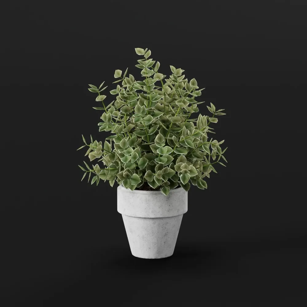 Decorative Green Shrub