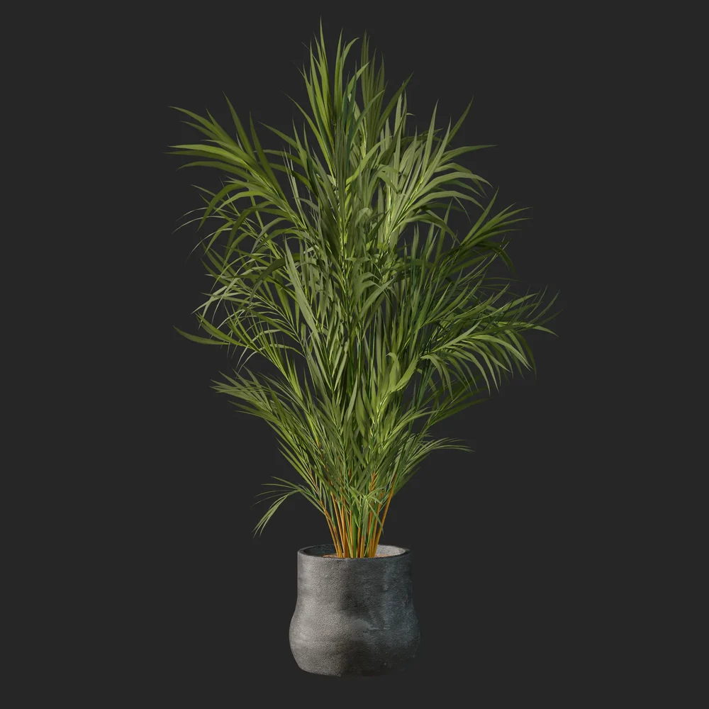 Plant