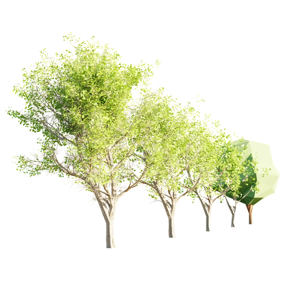 Tree With 4 Lod And Proxy