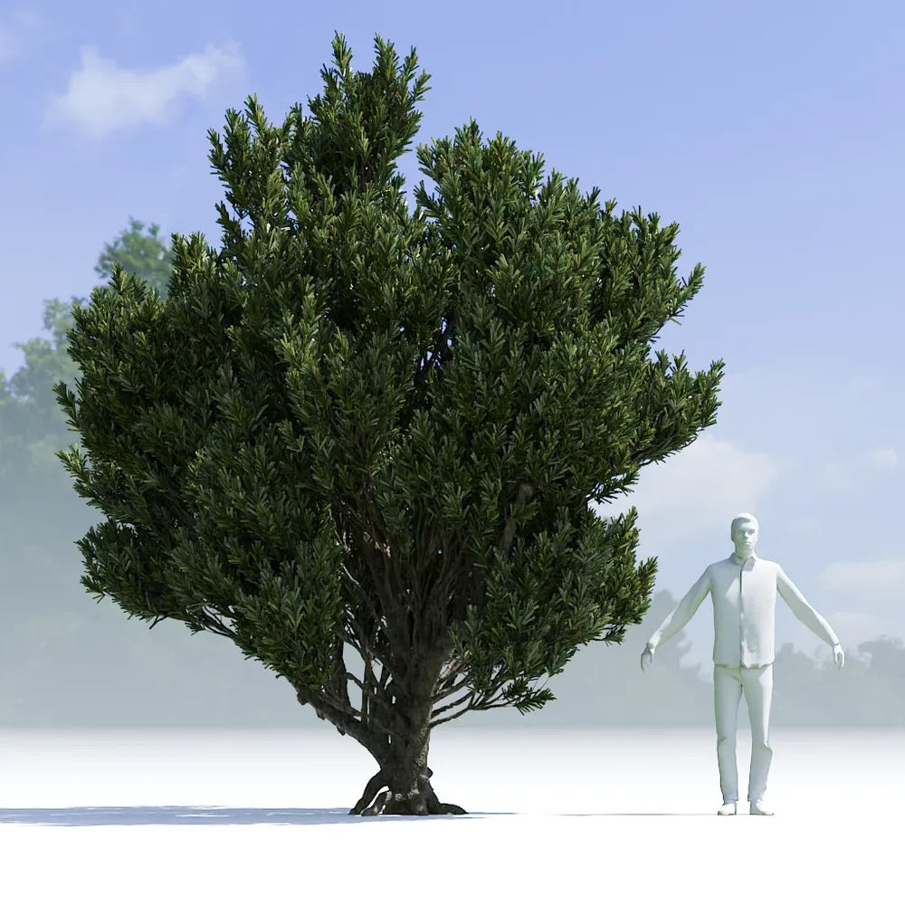 Tree Pinus Mugo