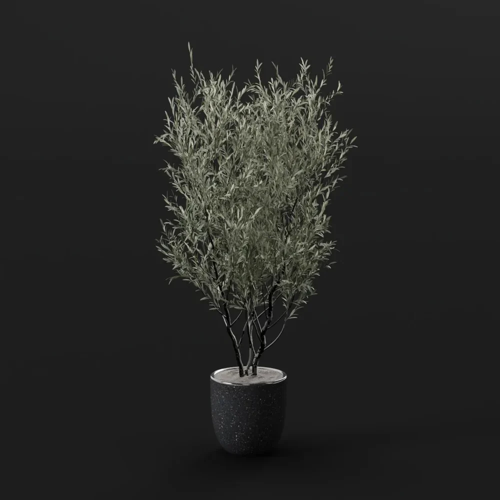 Olive Tree
