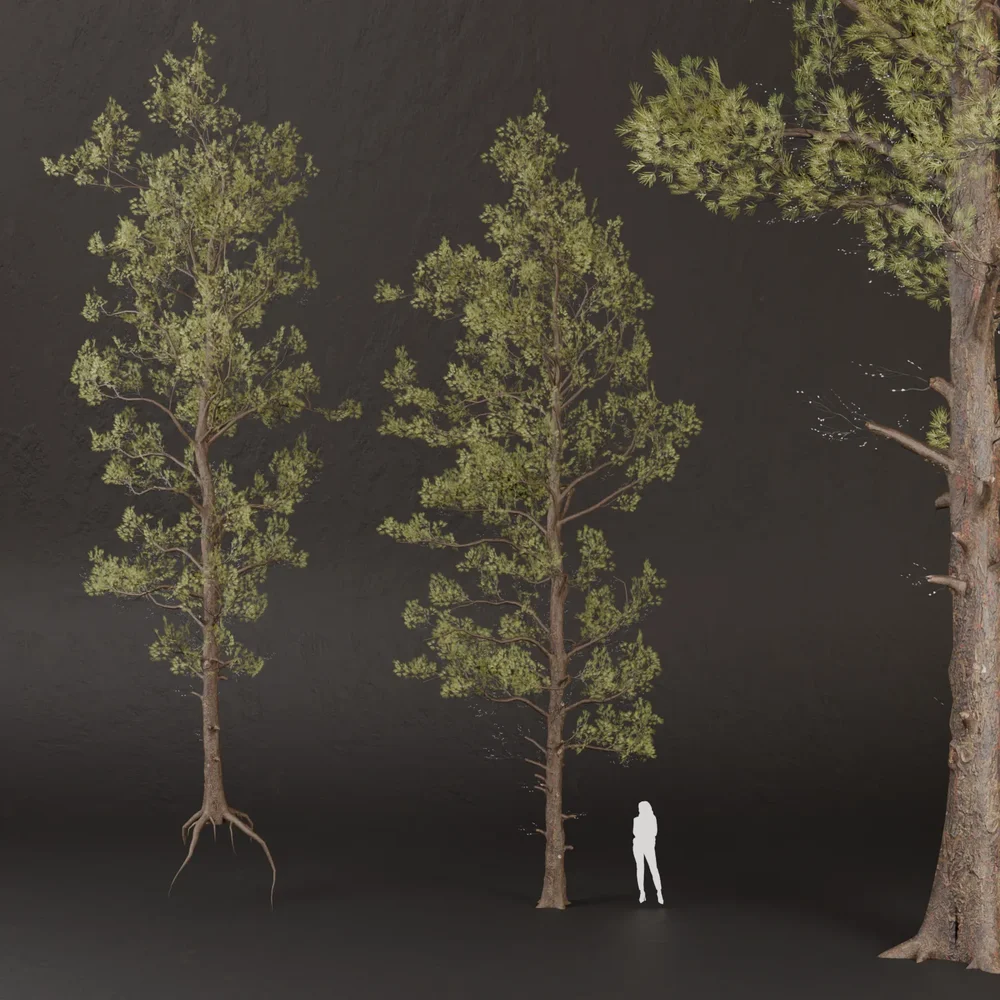 Sj-Golden Pine Sentinel