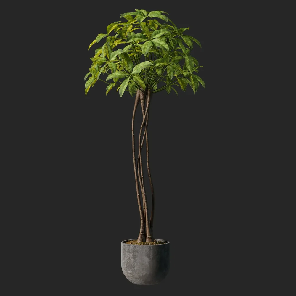 Guiana Chestnut Plant