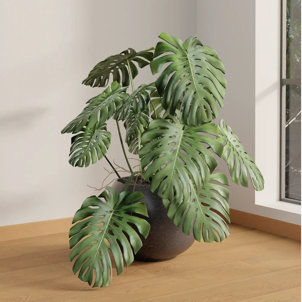 Monstera Deliciosa