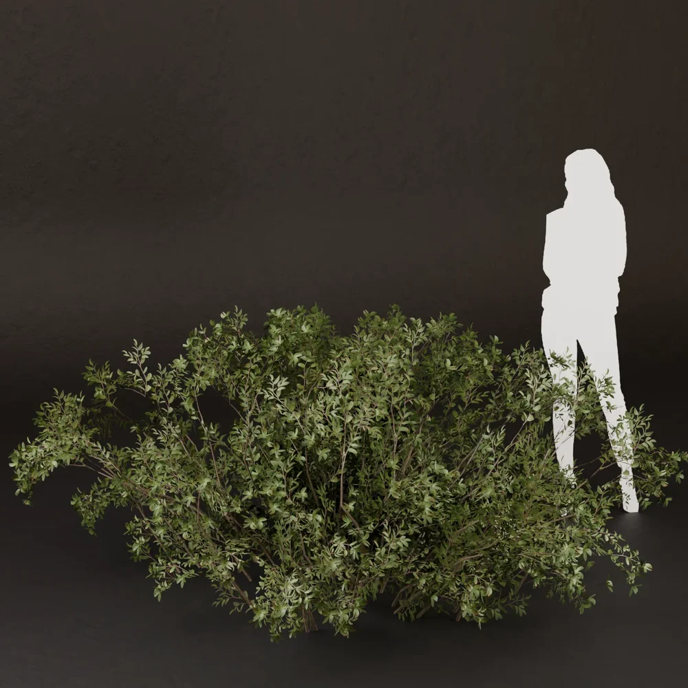 Sj-Quiet Hillside Shade Bush