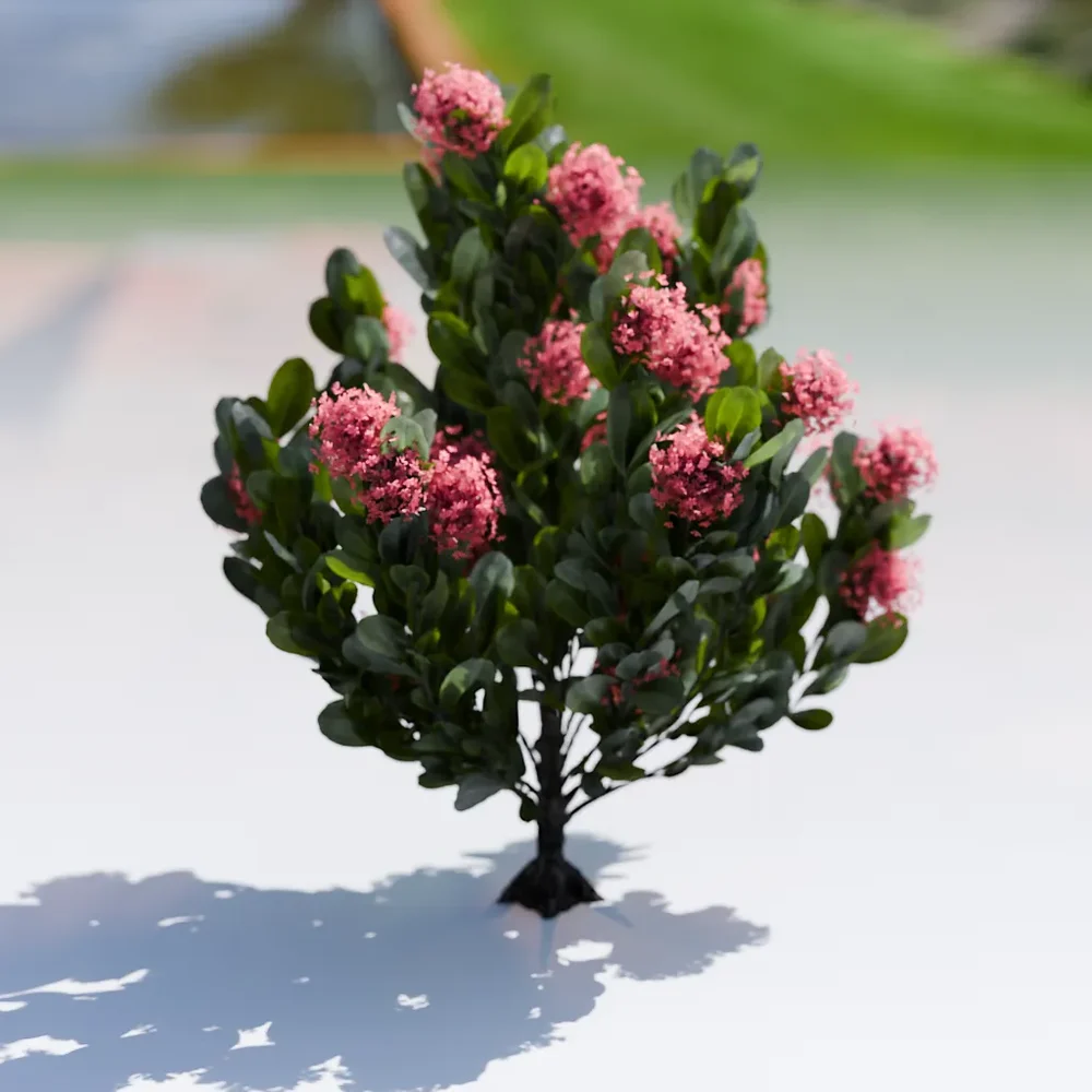Plant Skimia Japonica