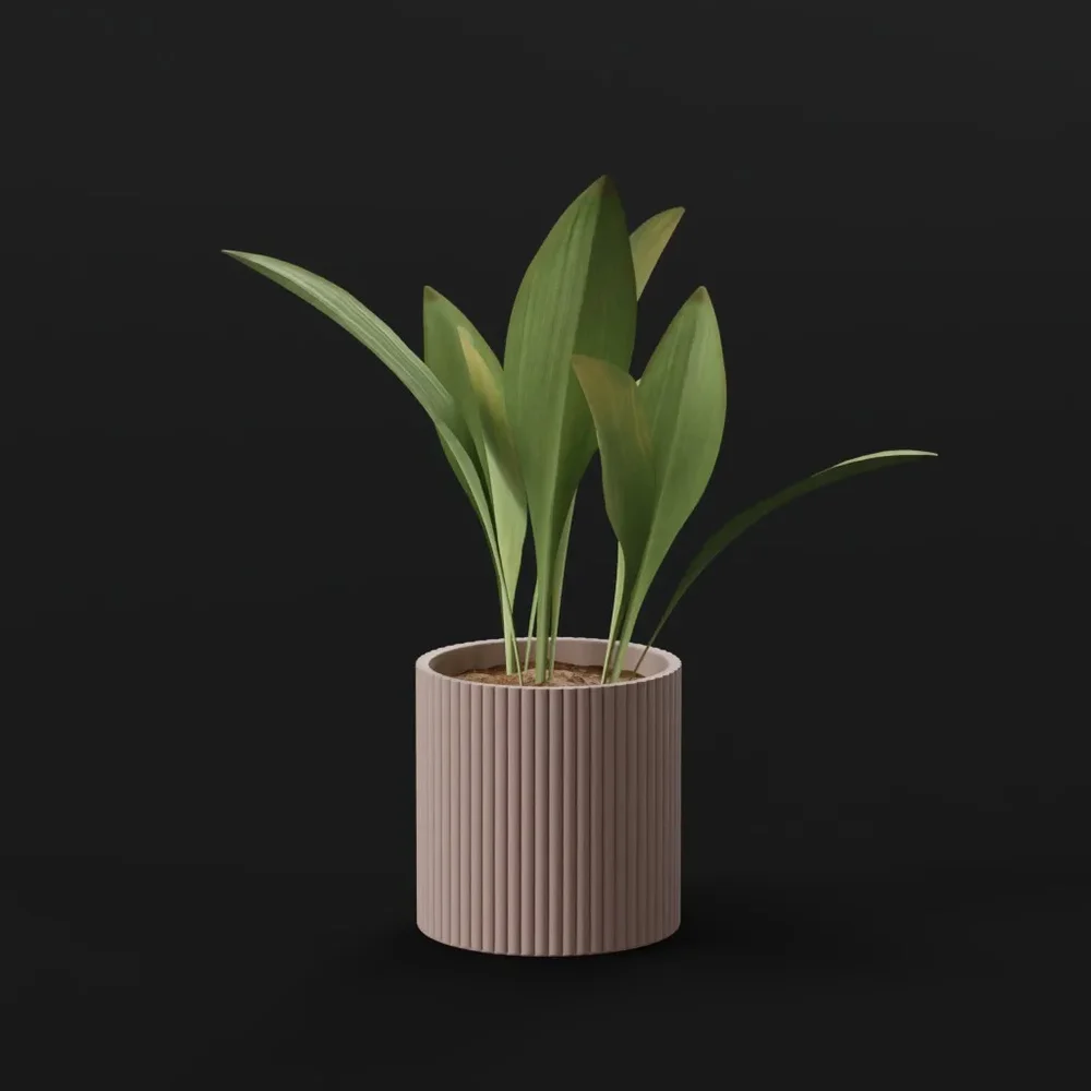 Haran Iron Plant Sprout Potted