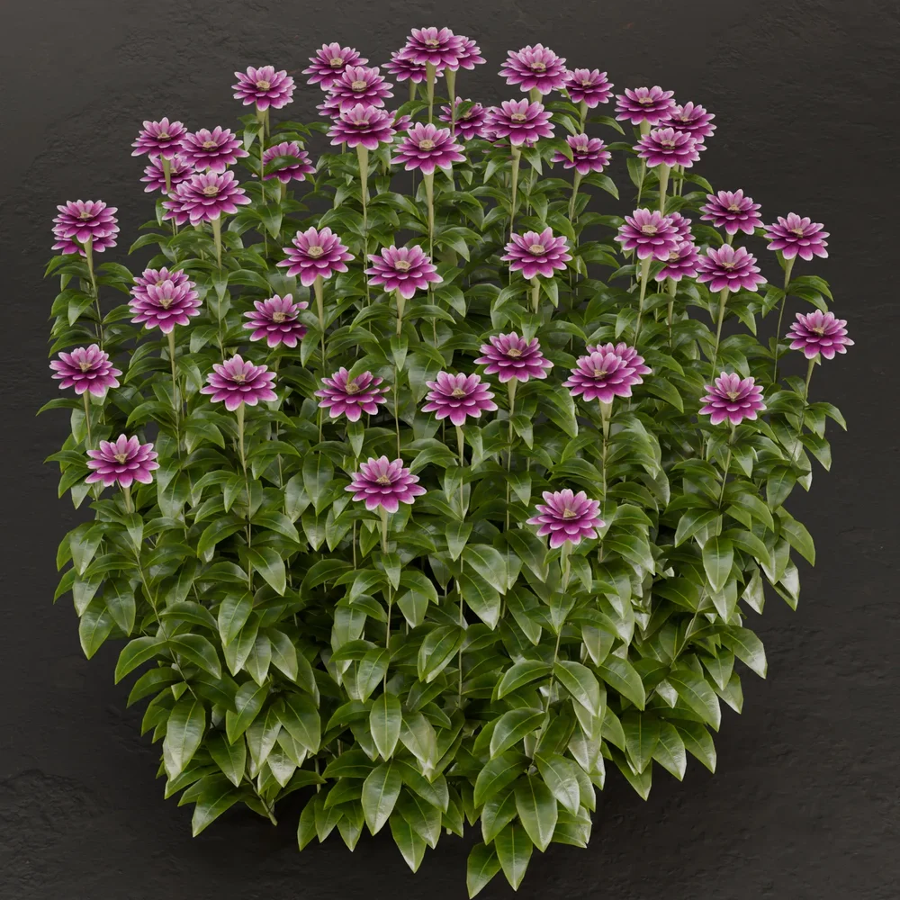 Sj-Blooming Lavender Bush
