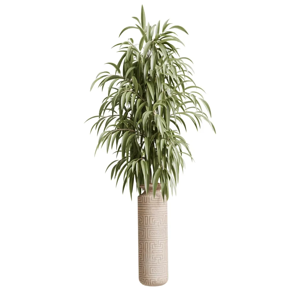 Ficus Binnendijkii Alii Maclellandii3