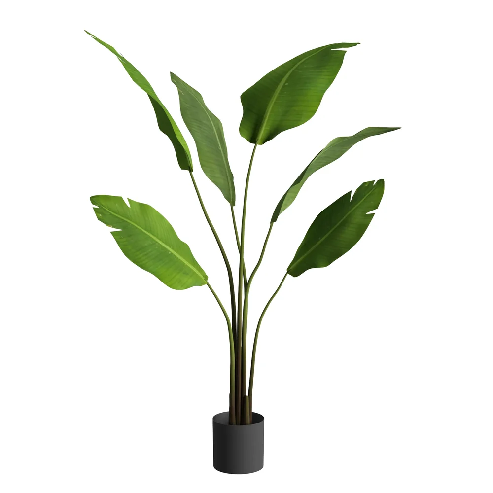 Slim Tropical Indoor Plant In Pot