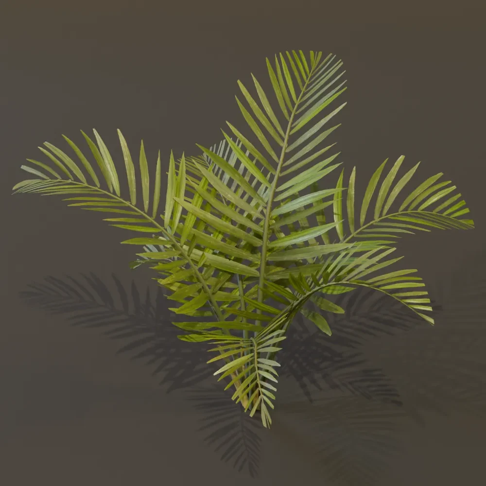 Alexandra Palm Plant Big Var