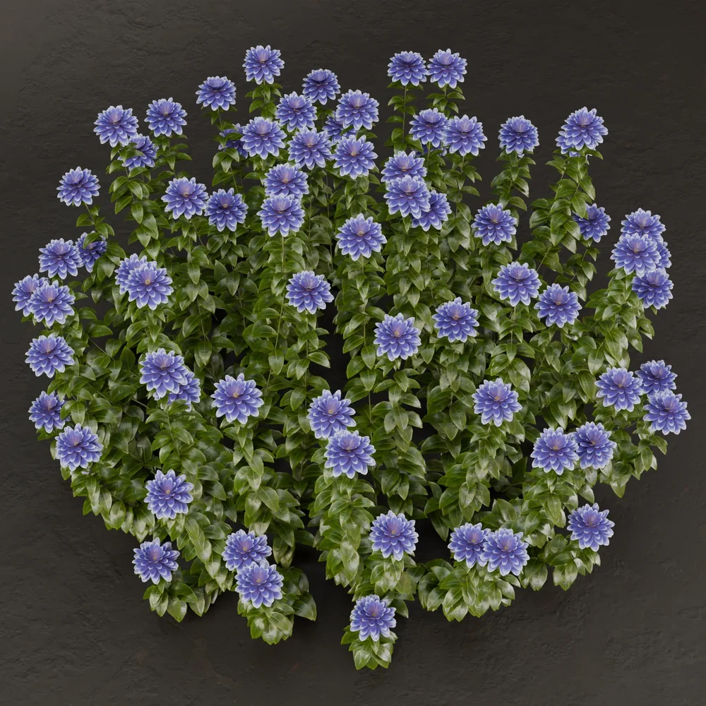Sj-Pure Elegance Shrub