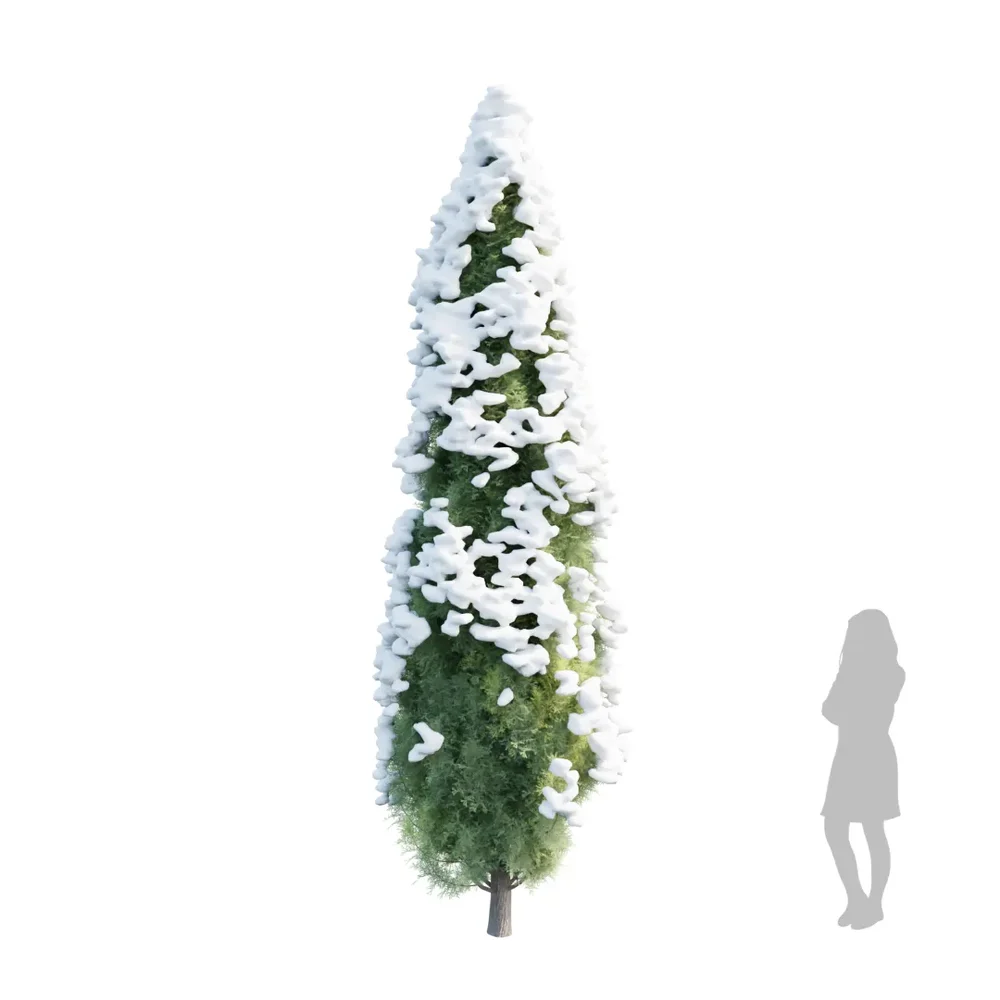 Bushe Mediterranean Cypress3 Winter