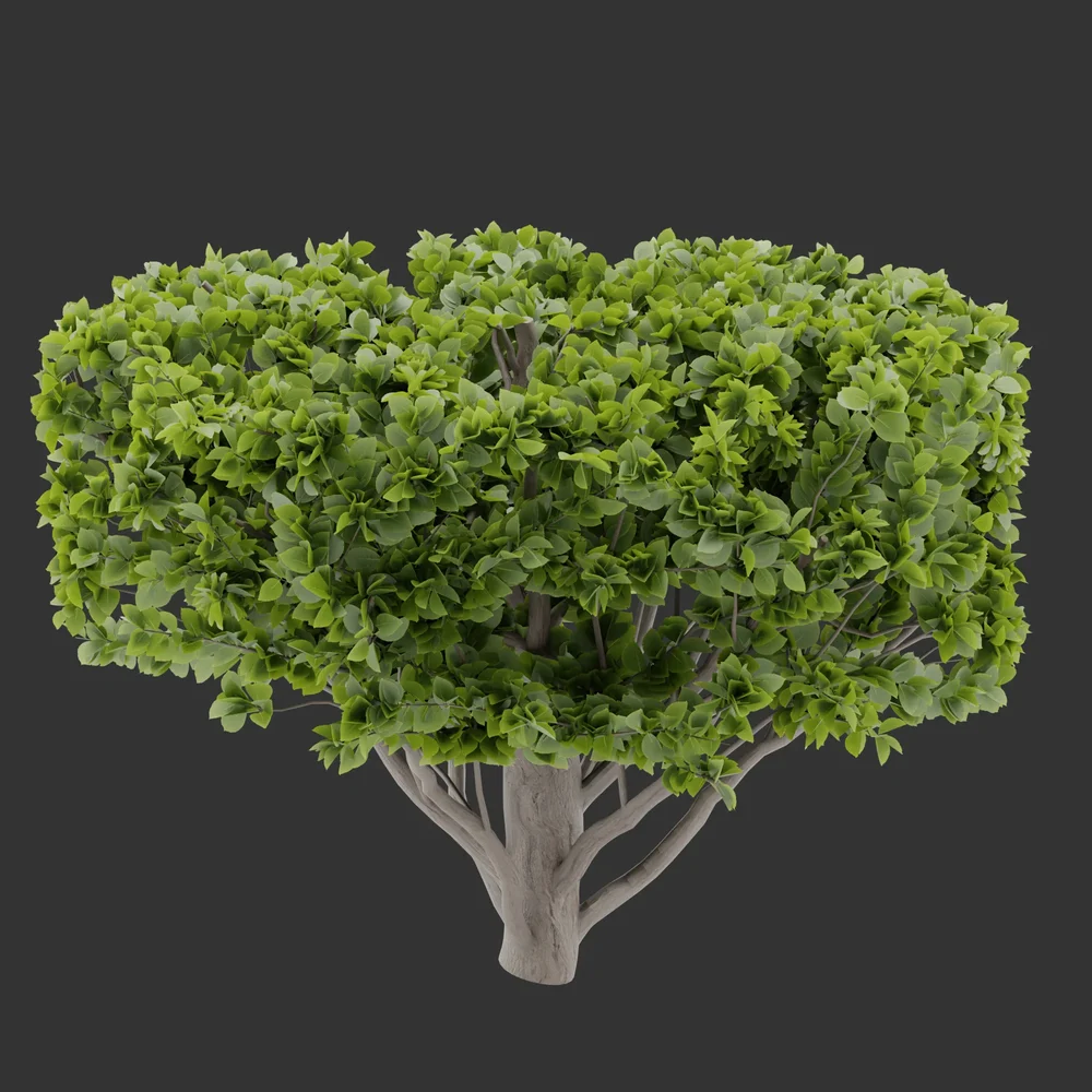 Topiary Bush