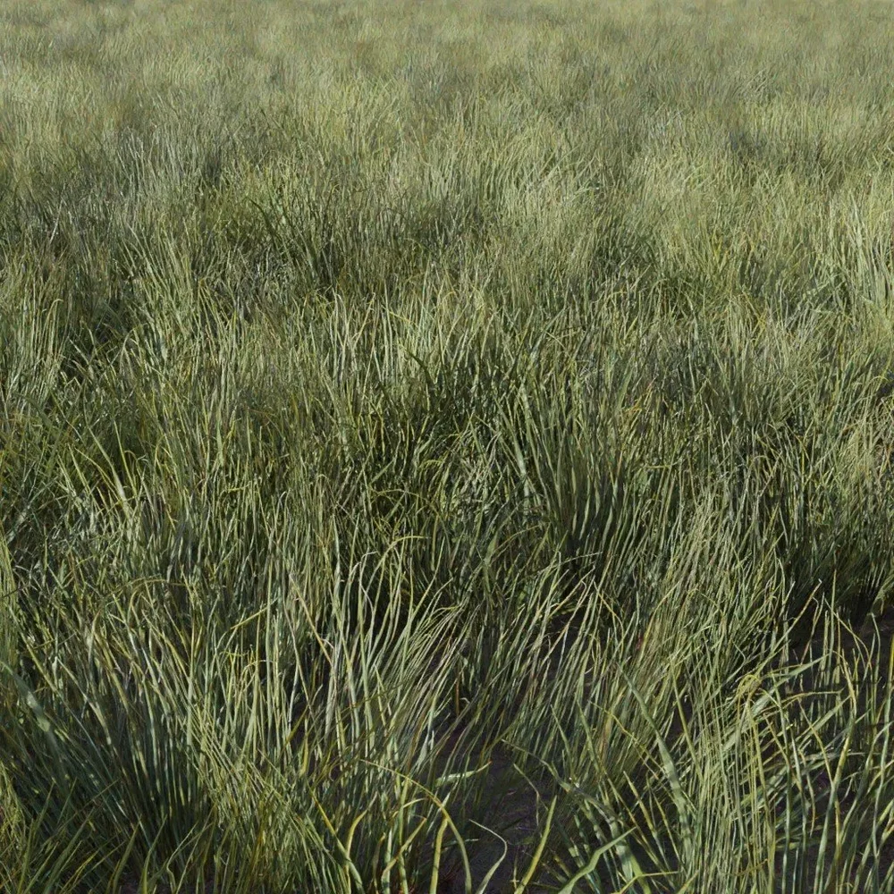 Grass Generic Medium Thin