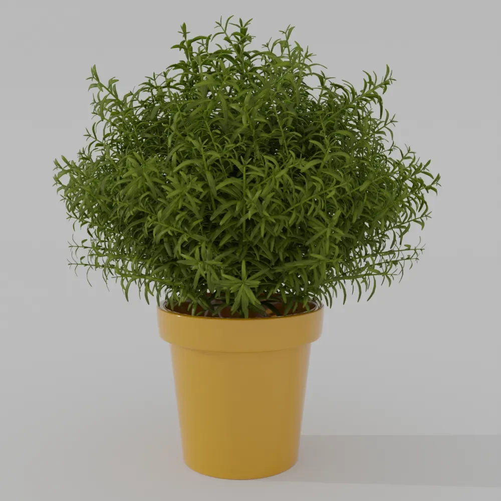 Plant In Pot