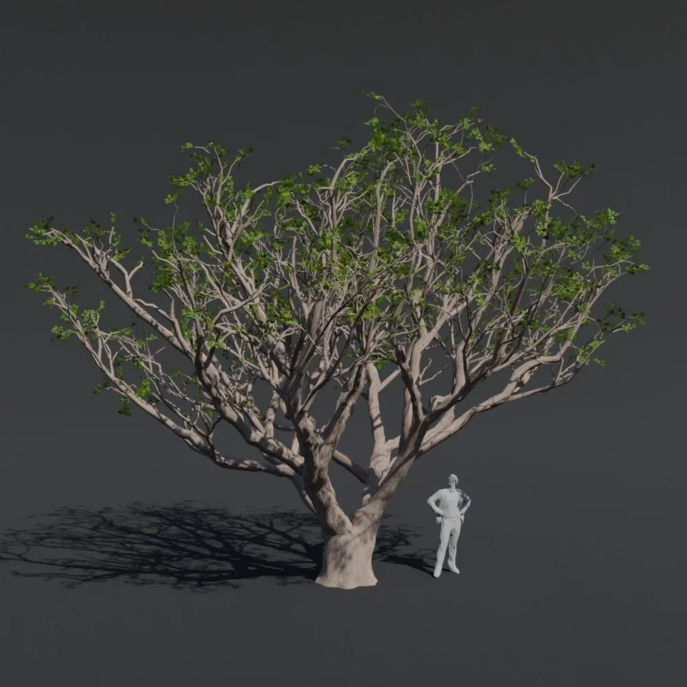 Tree Red Coral D1