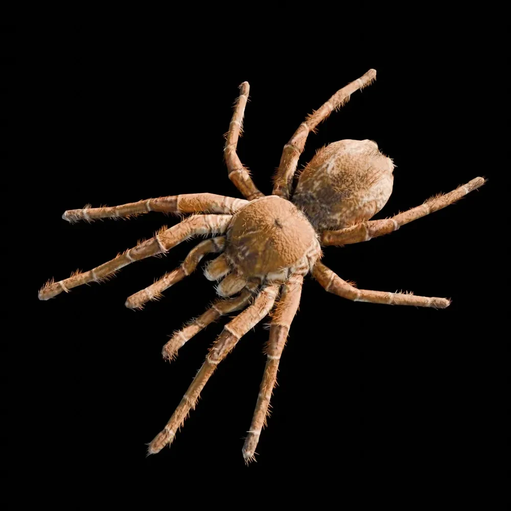 Real Spider