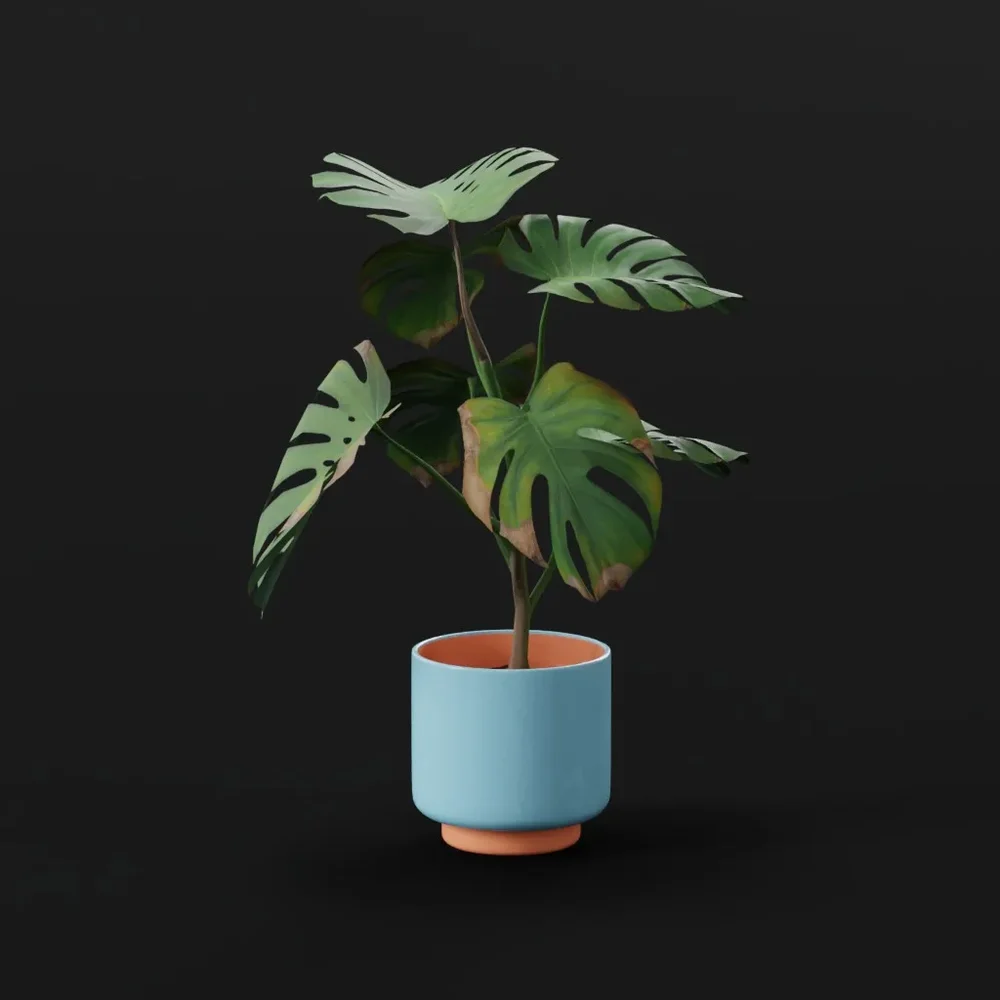 Monestera Plant Tall Var Potted