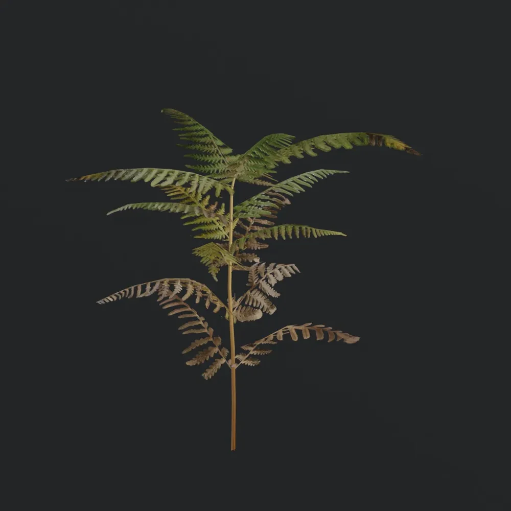 Bush Tall Fern A1