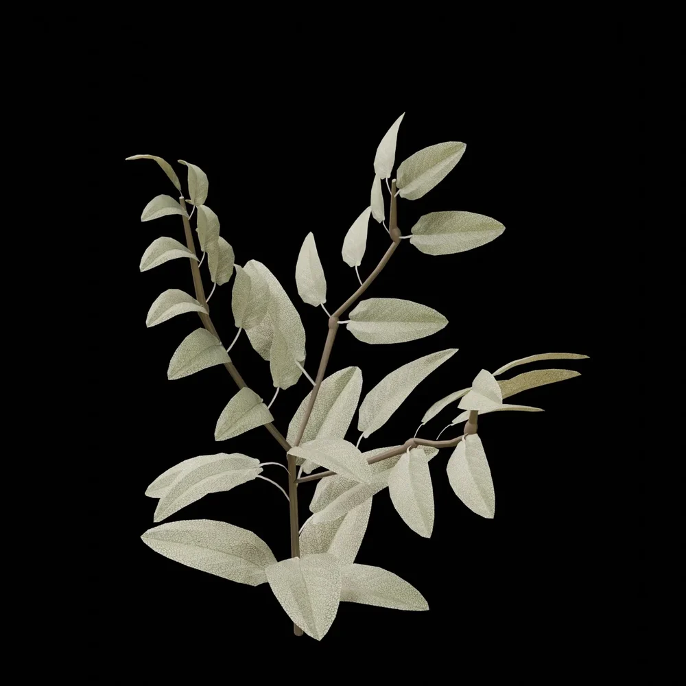 Outdoor Shrub