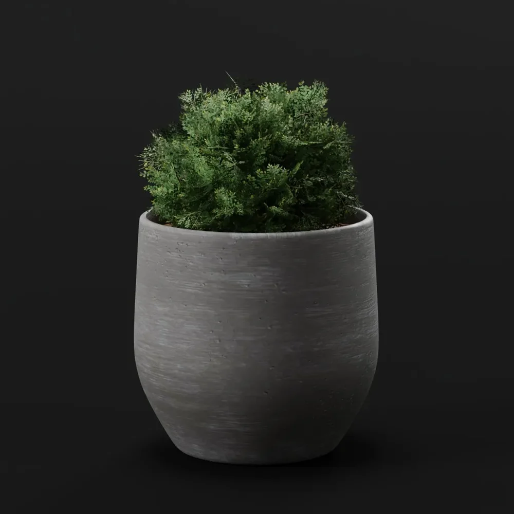 Plant Holly Bush Potted