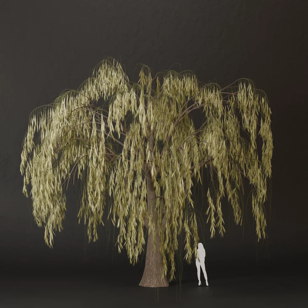 Sj-Timeless Tree Sway