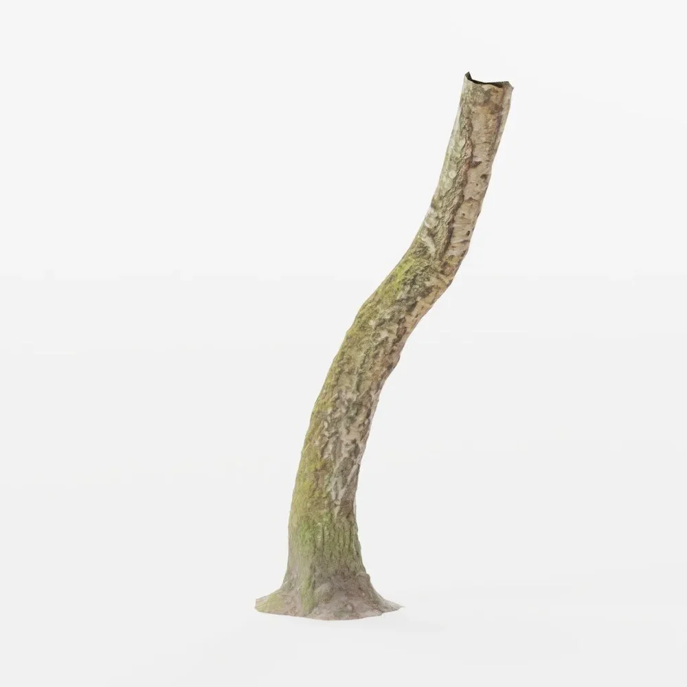 Birch Tree Trunk Forest Pbr Scan 02