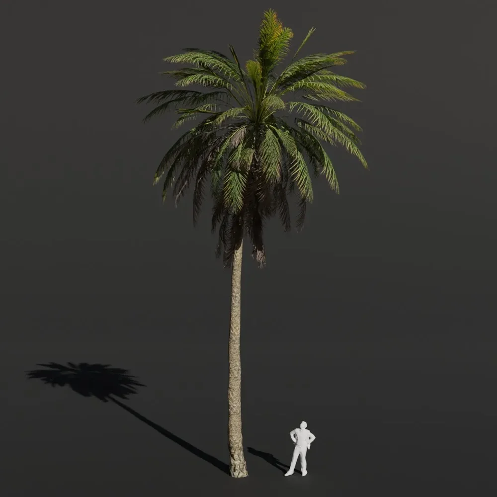 Palm Tree Medium Dense