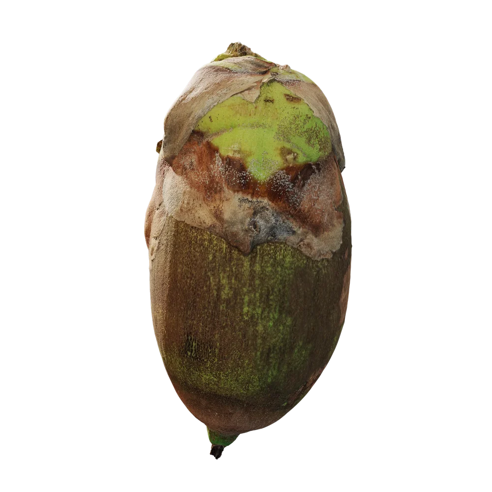 Attalea Speciosa Fruit