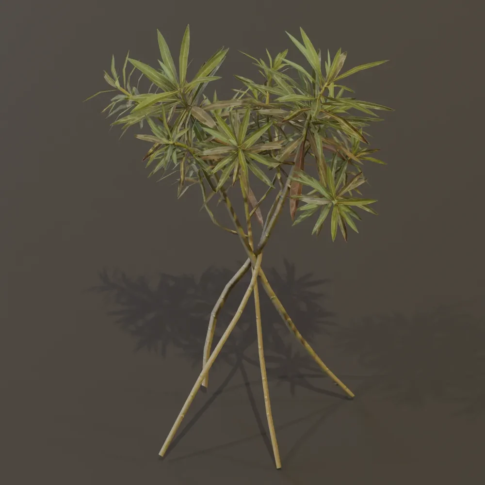 Honey Spurge Bush Small