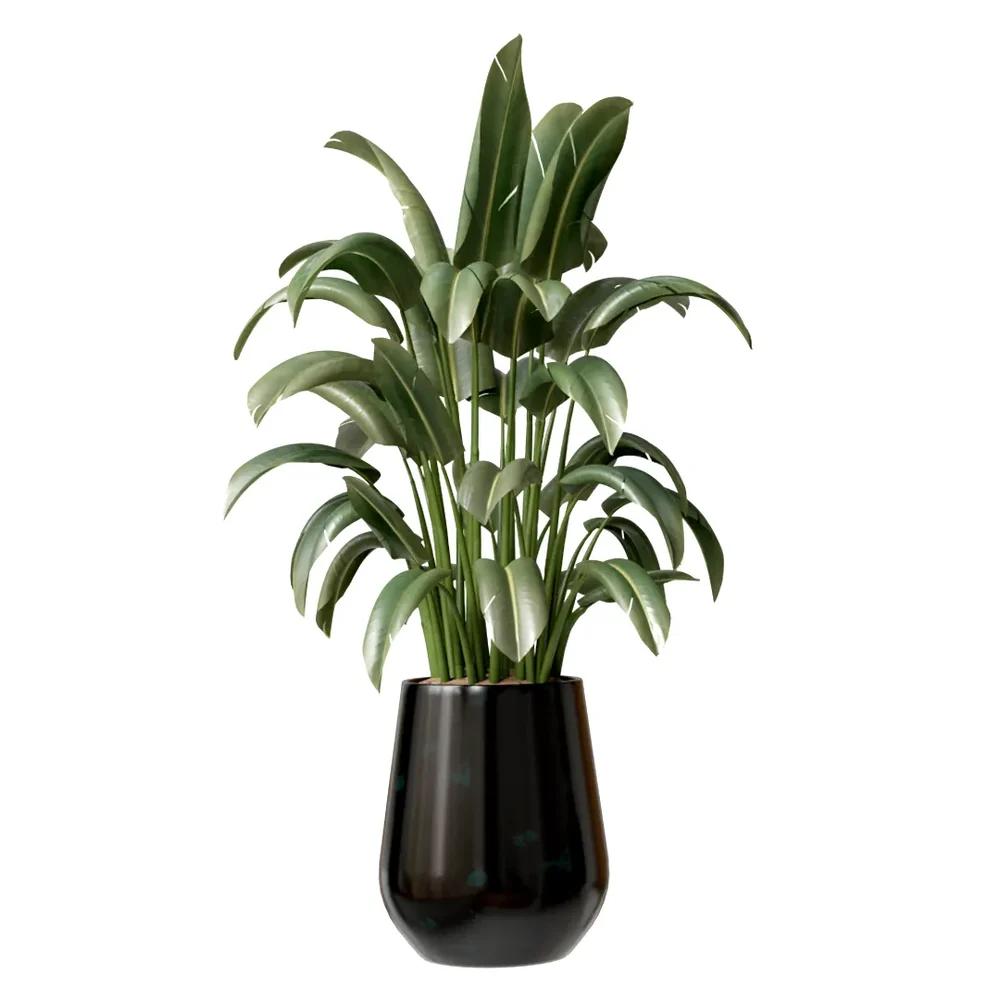 Hq Plants Bird Of Paradisebird Vase