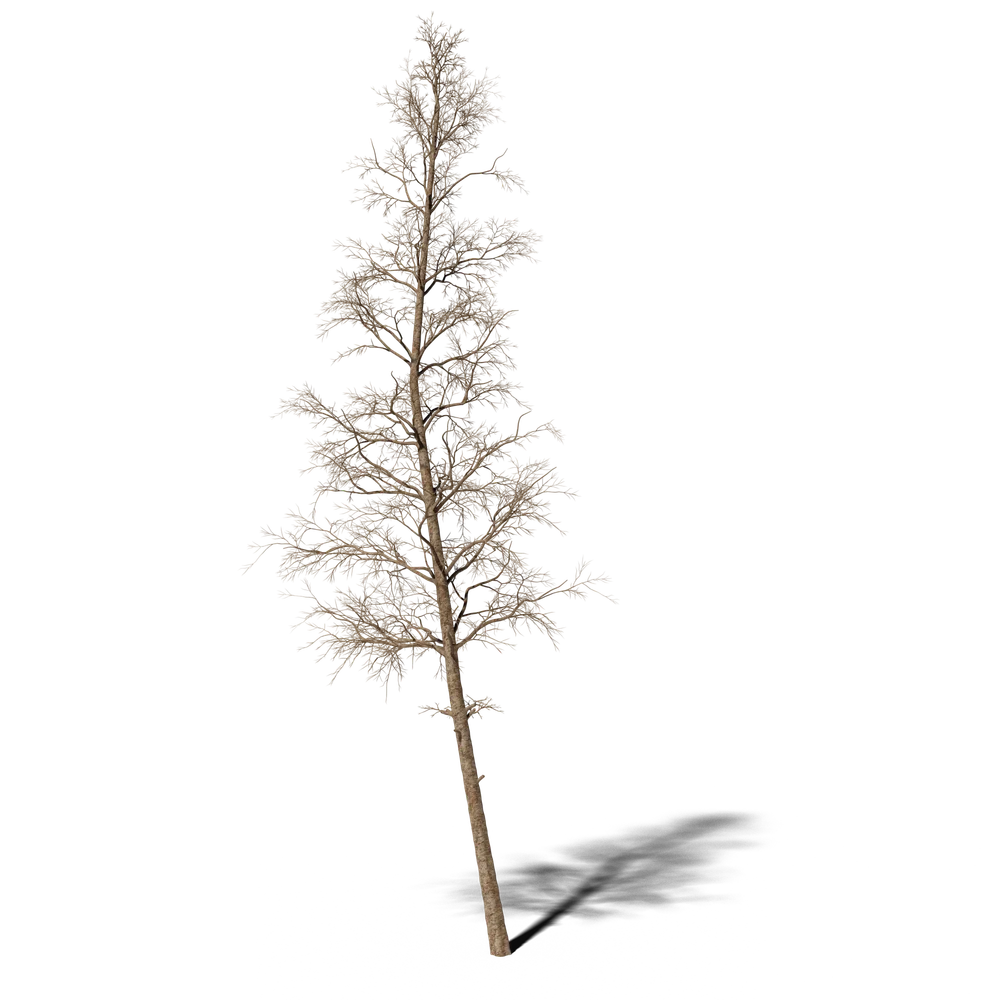 Dead Pine V3