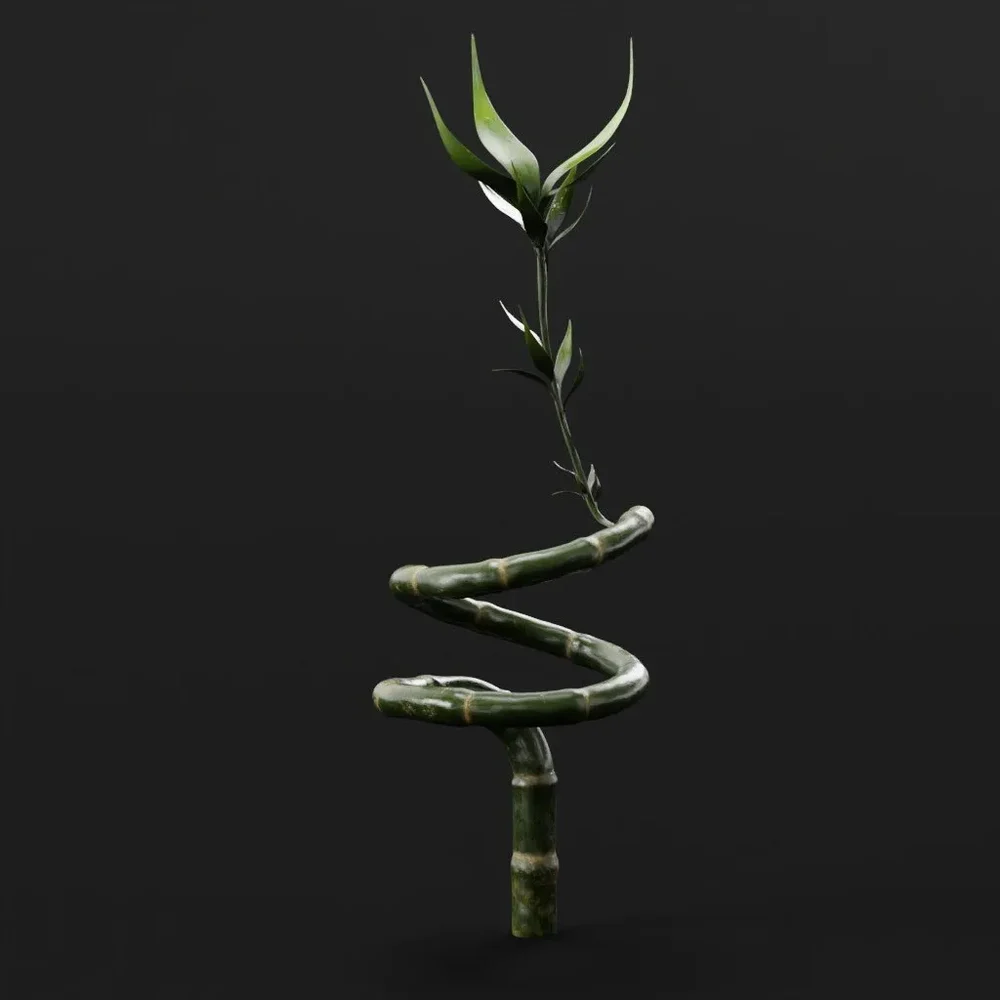 Ornamental Bamboo