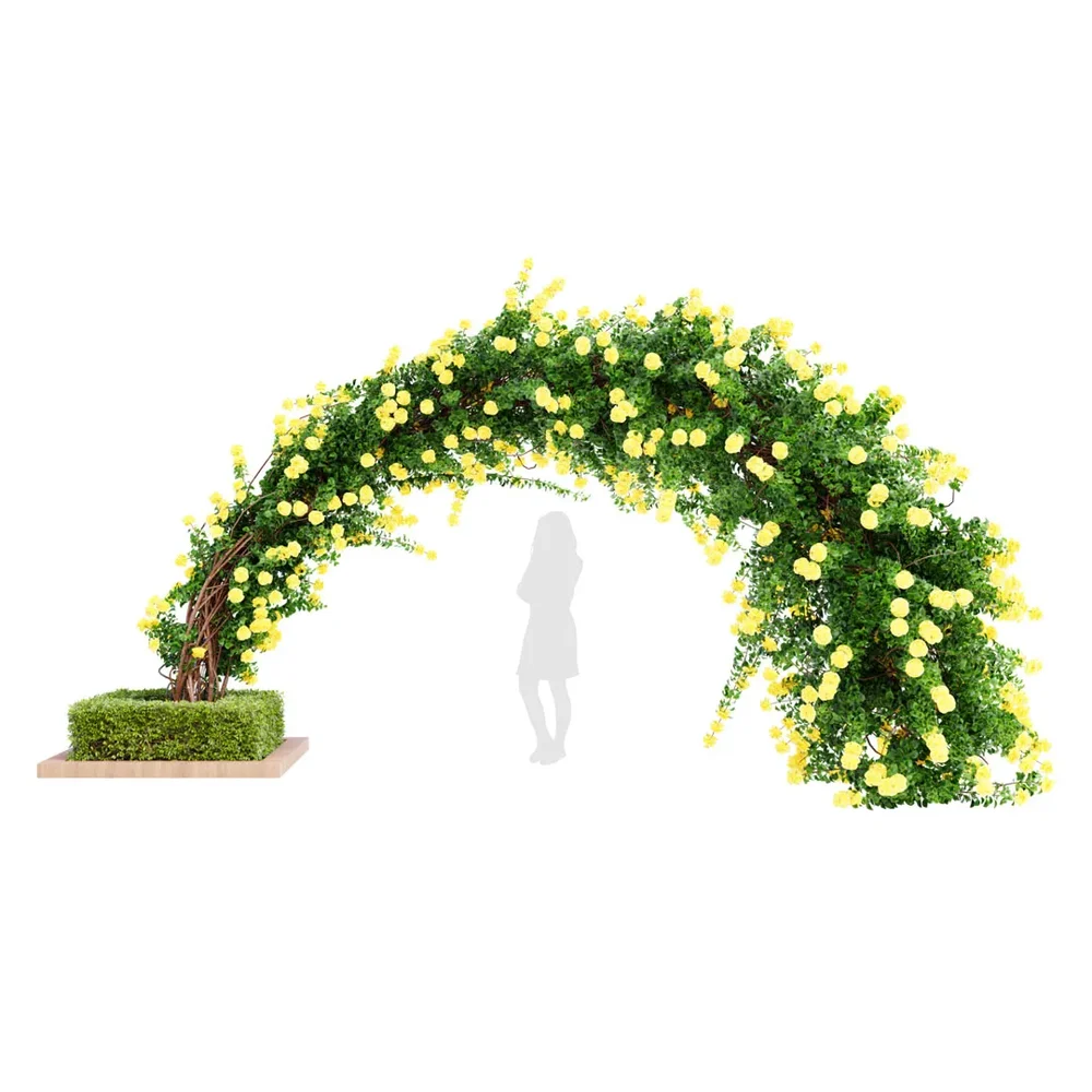 Climbing Roses Garden Bow Grow Yellow