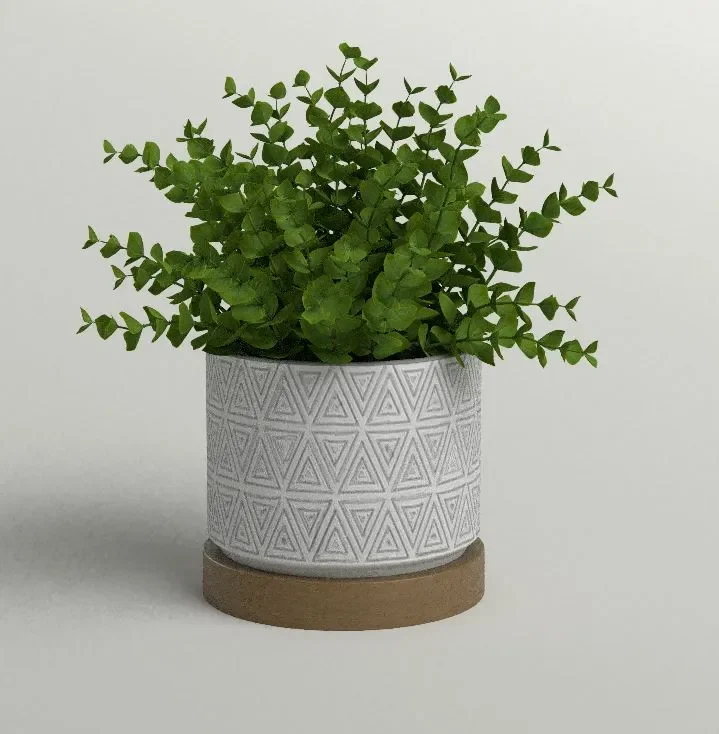 Potted Eucalyptus In Geometric Planter