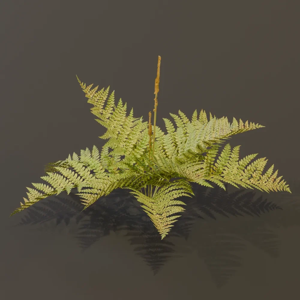 Cinnamon Fern Young Var