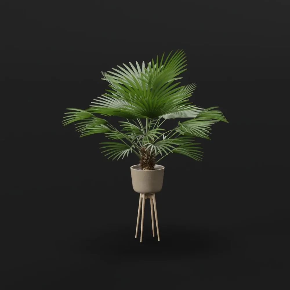 Potted Palm Plant