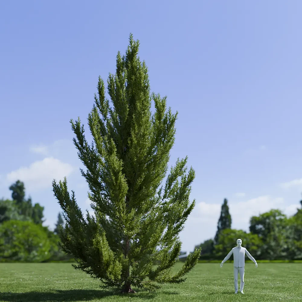 Pinus Flexilis Vanderwolf Pyramid