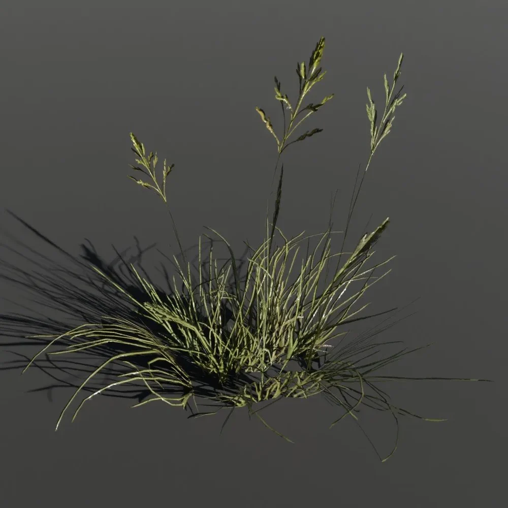 Plant Poa Alpine Medium