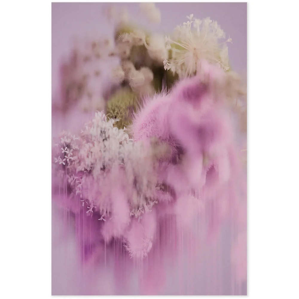 Pollination Of Hortensia Spring Carpet