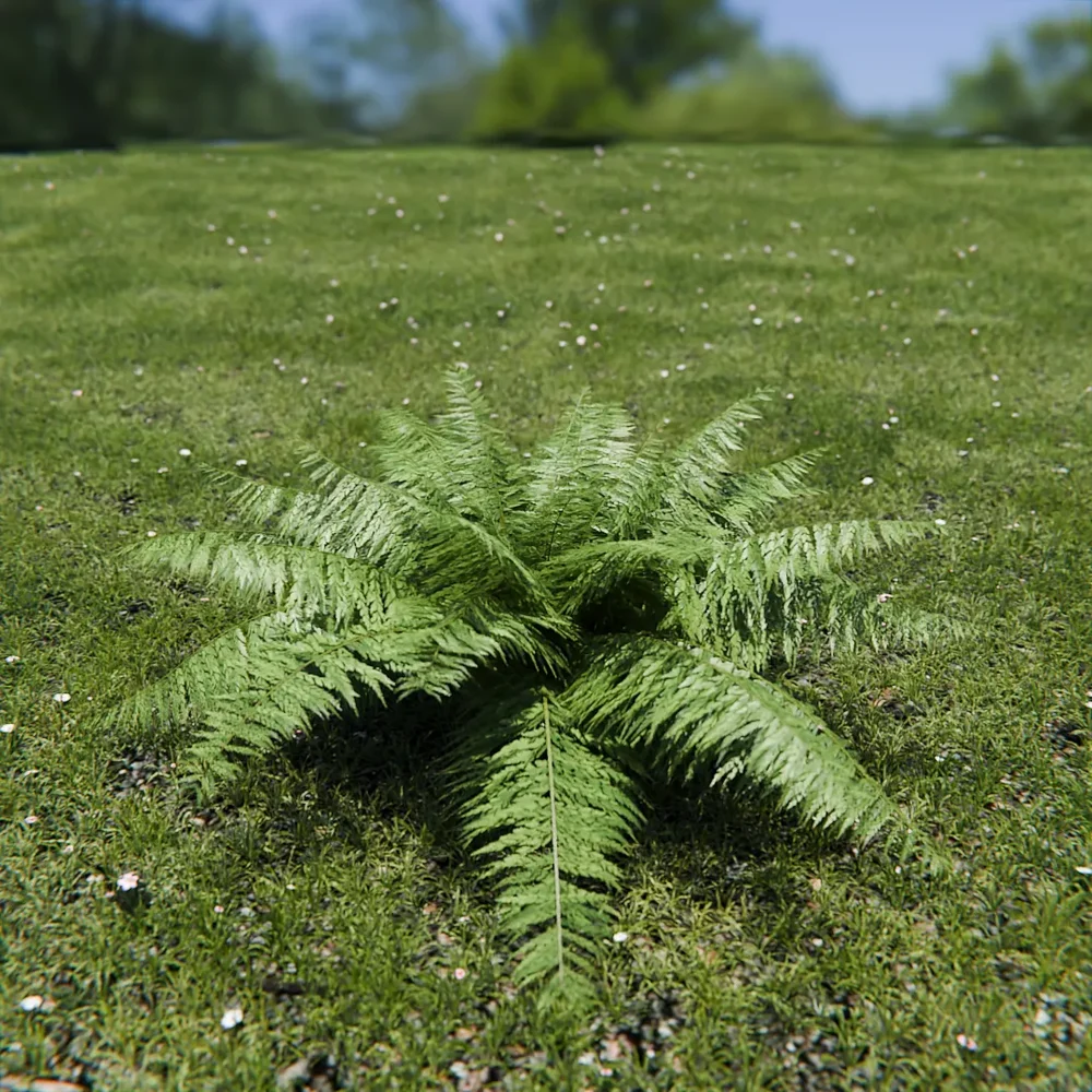 Ostrich Fern