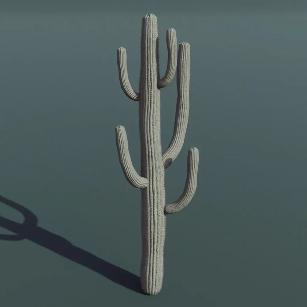 Plant Cactus Saguaro Dry Large