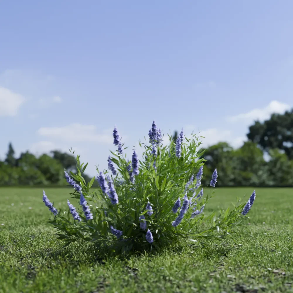 Shurb Spirea Care Blue Mist Animated