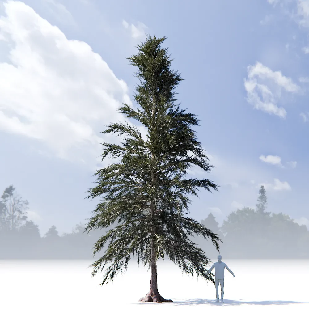 Pine Tree Variation