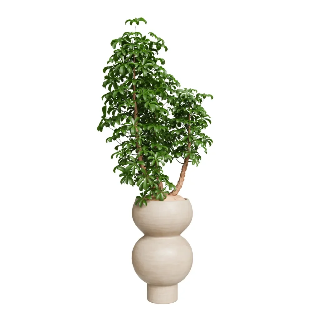 model: Schefflera Arboricola Umbrella