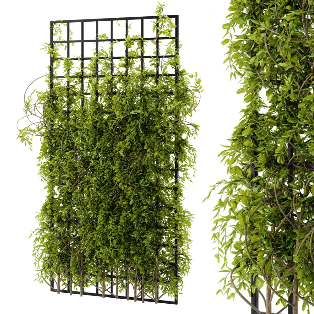 Ivy Wall Grid Plant