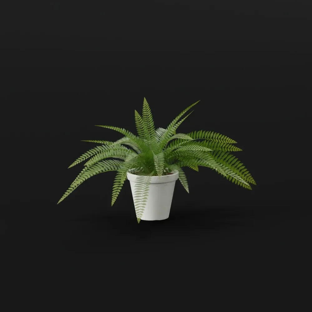 Tropical Fern Sml Pot