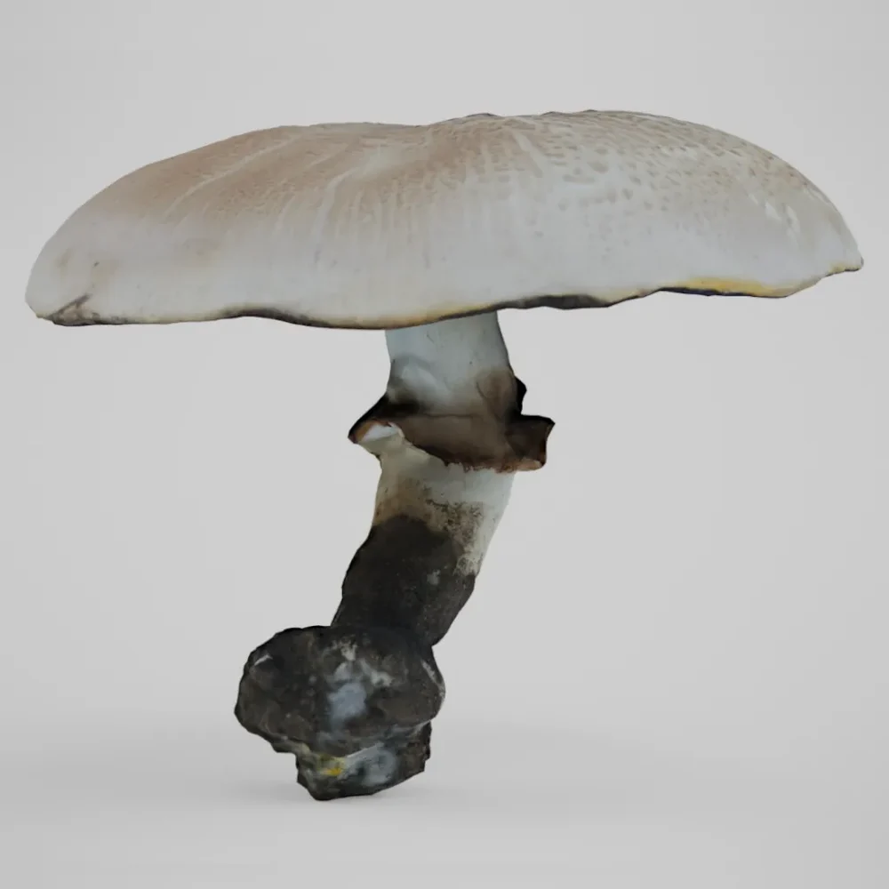 The Prince Mushroom