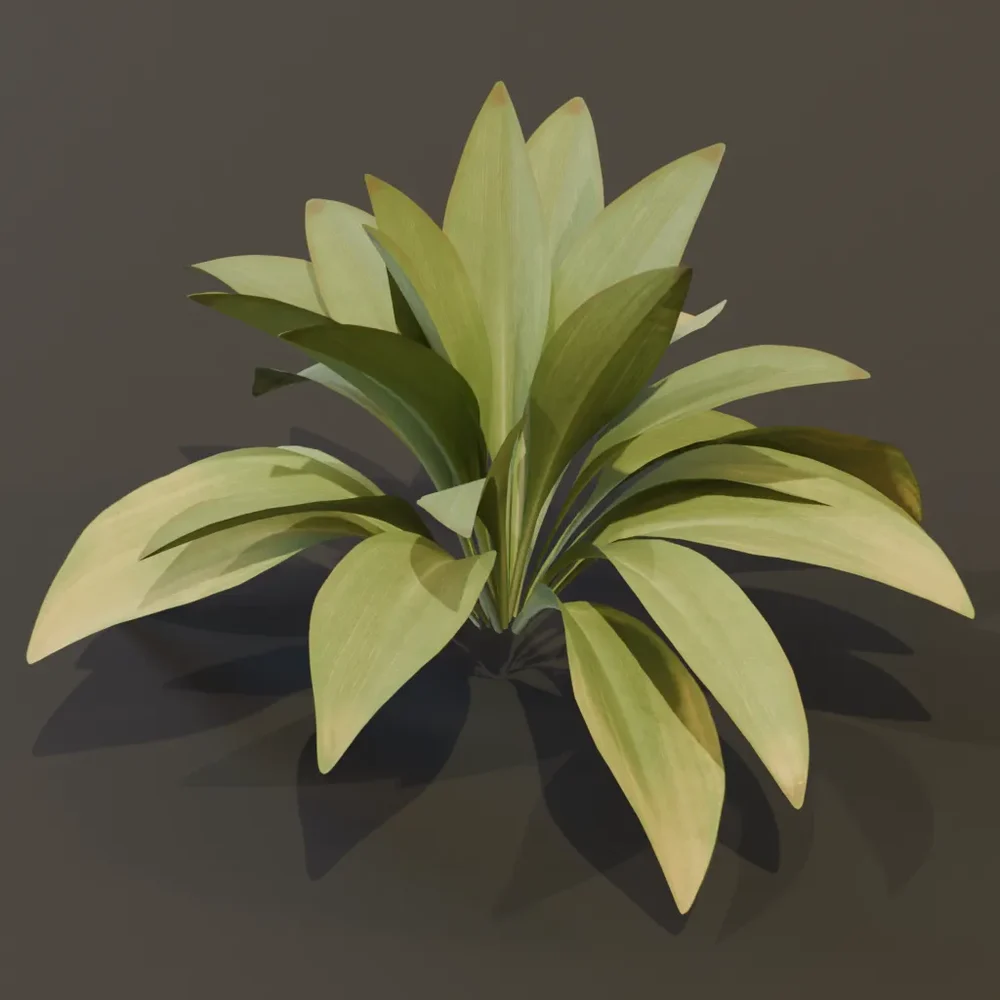 Haran Cast Iron Plant Med
